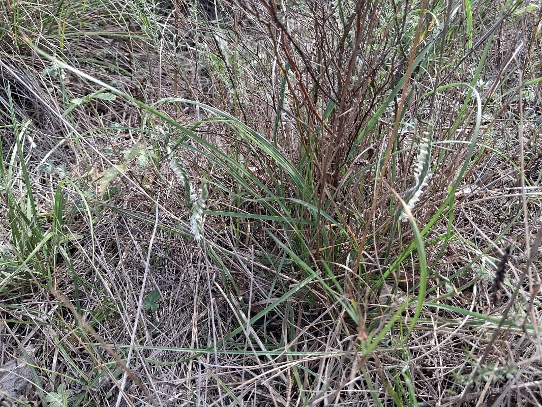 Spiranthes spiralis  - Patrick Serra