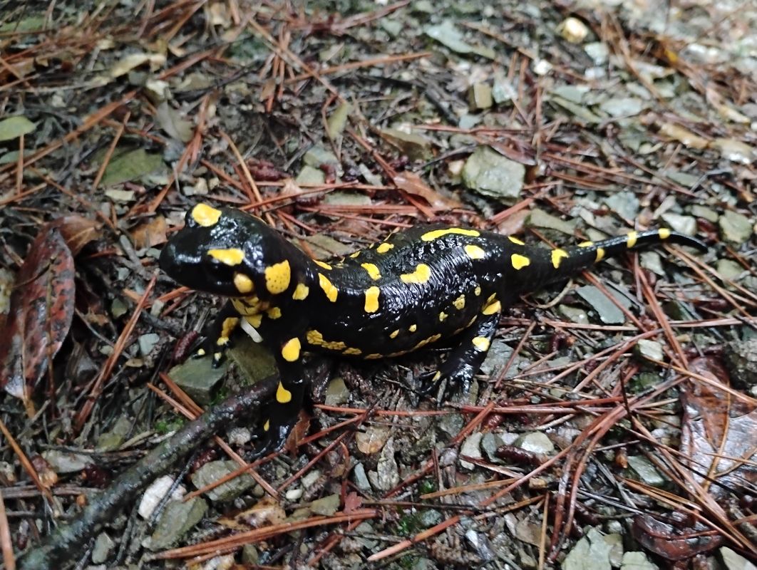 Salamandra comuna  - Alex López Targa
