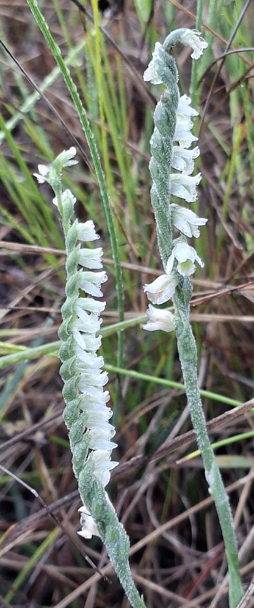 Spiranthes spiralis 