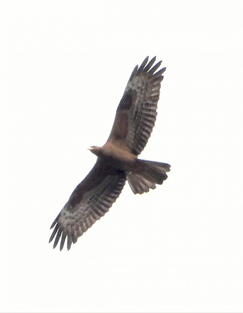 Falco pecchiaiolo  - Andrea Sorrentino