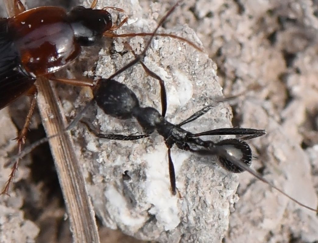 Aphaenogaster spinosa  - Alberto Manganaro