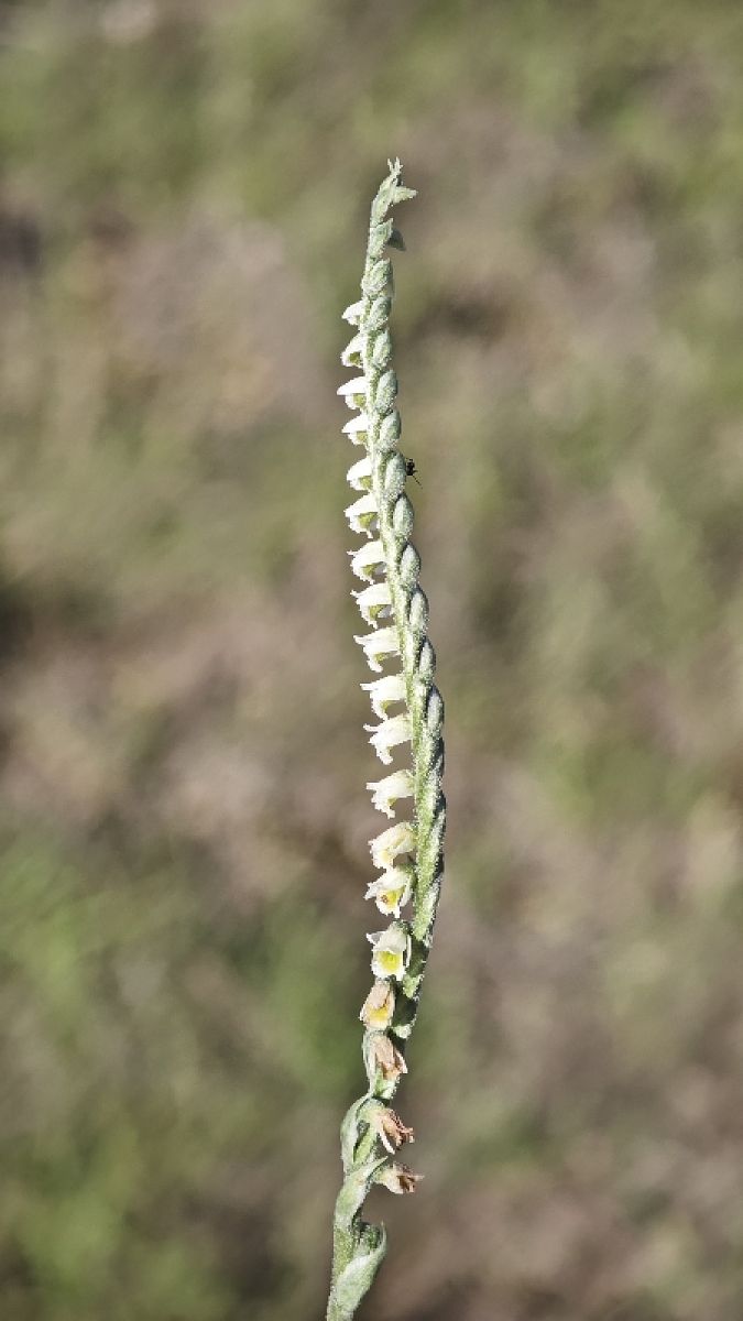 Spiranthes spiralis  - Alain Bultez