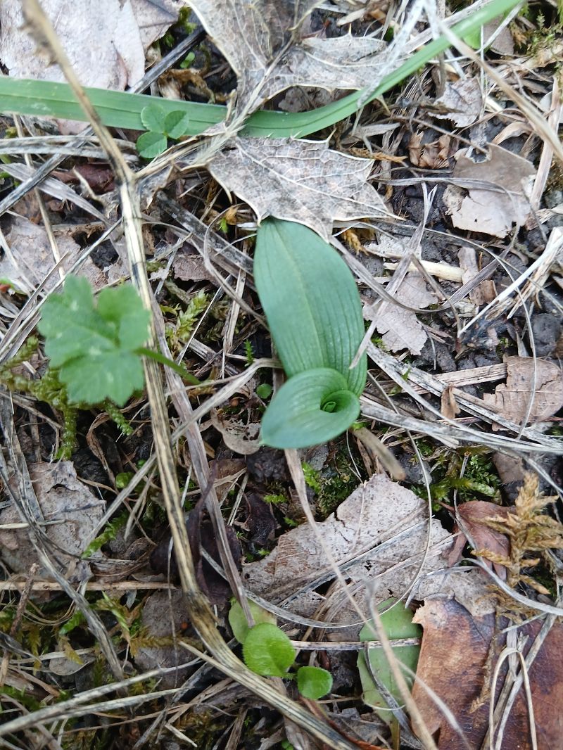 Ophrys indet. group. fuciflora  - Alain Falvard