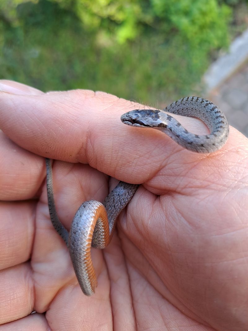 Colubro liscio 