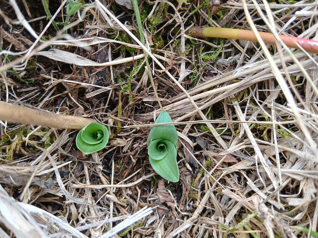 Orchis anthropophora  - Alain Falvard
