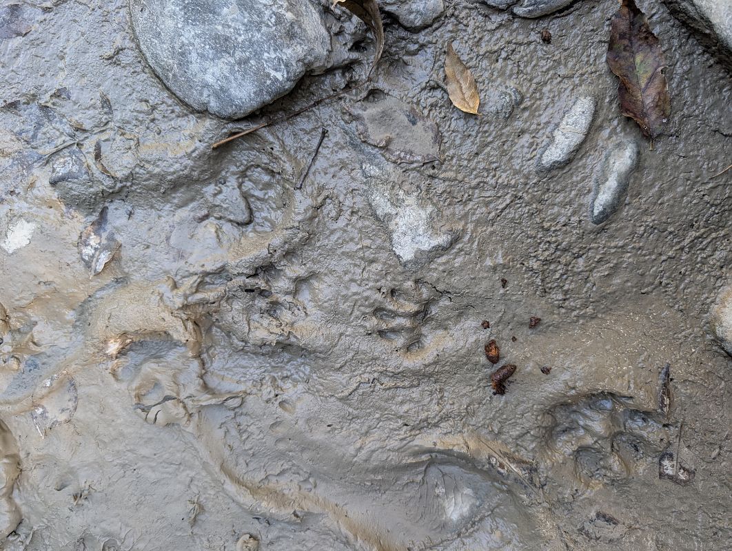 Lontra 