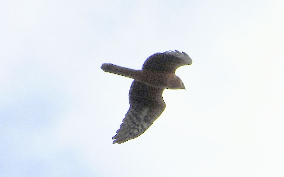 Albanella pallida  - Andrea Sorrentino