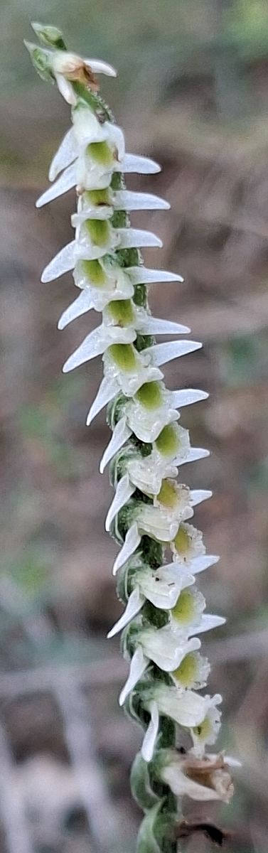Spiranthes spiralis 