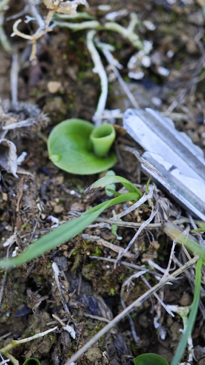 Ophrys lutea  - Alain Bultez