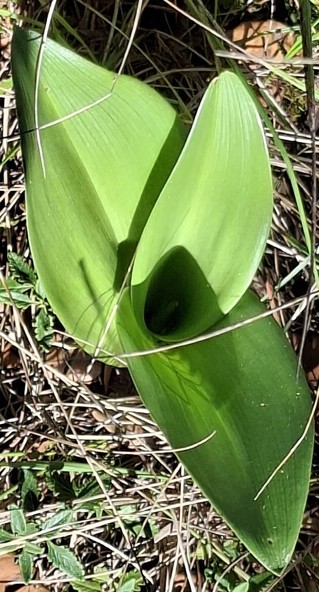 Himantoglossum robertianum 