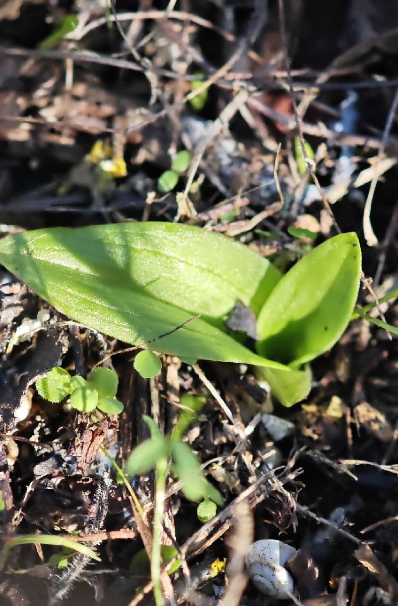 Ophrys lutea  - Alain Bultez