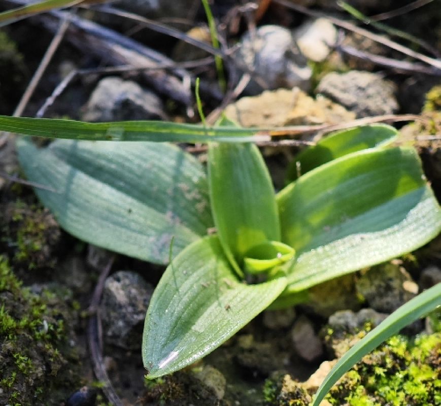 Ophrys sp.  - Alain Bultez