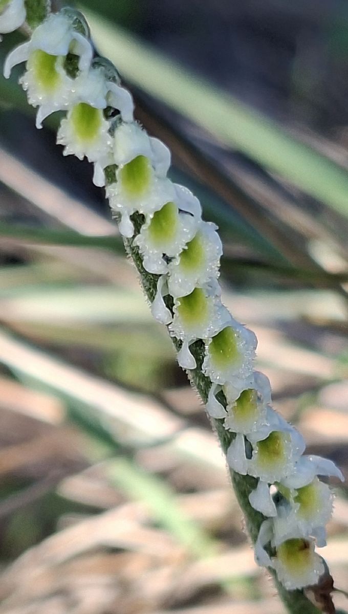 Spiranthes spiralis 