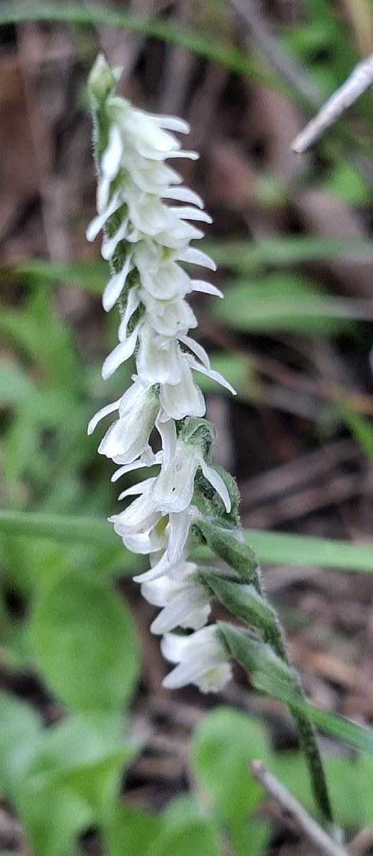 Spiranthes spiralis 