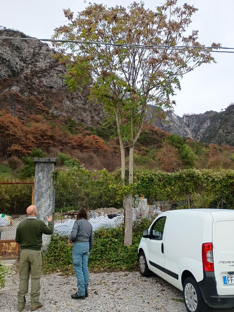 Ailanthus altissima  - Anna Carpanelli (FVG)