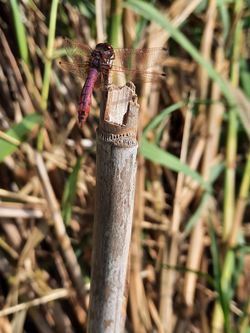 Trithemis annulata  - Michele Coppola