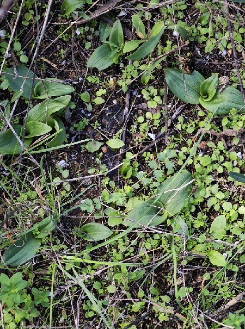 Ophrys lutea  - Alain Bultez