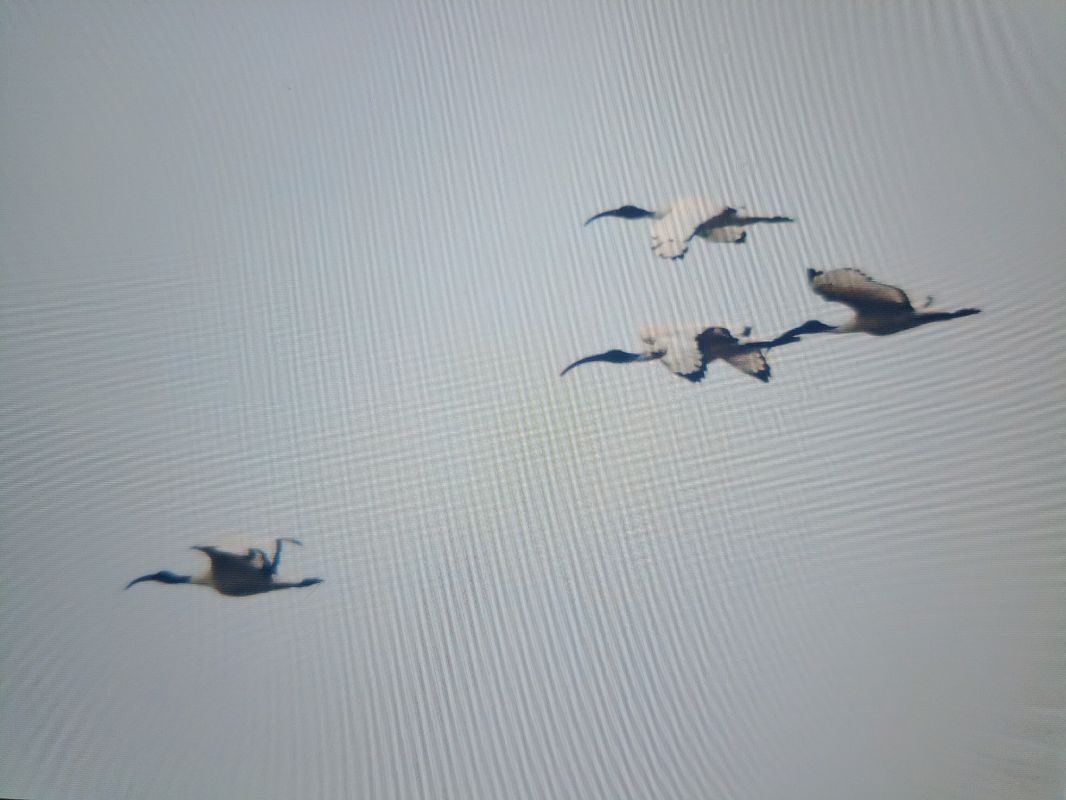 Ibis sacro  - Michelangelo Lamera