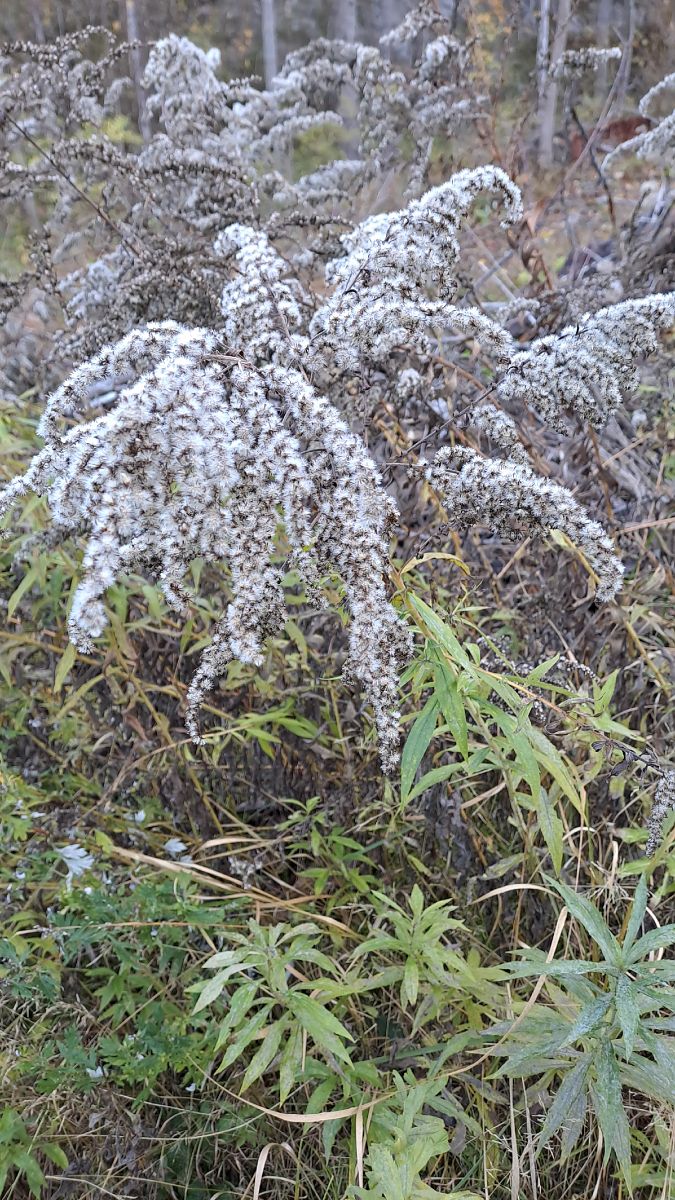 Solidago canadensis  - Mattia Scinto (FVG)