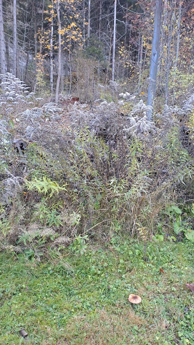Solidago canadensis  - Mattia Scinto (FVG)