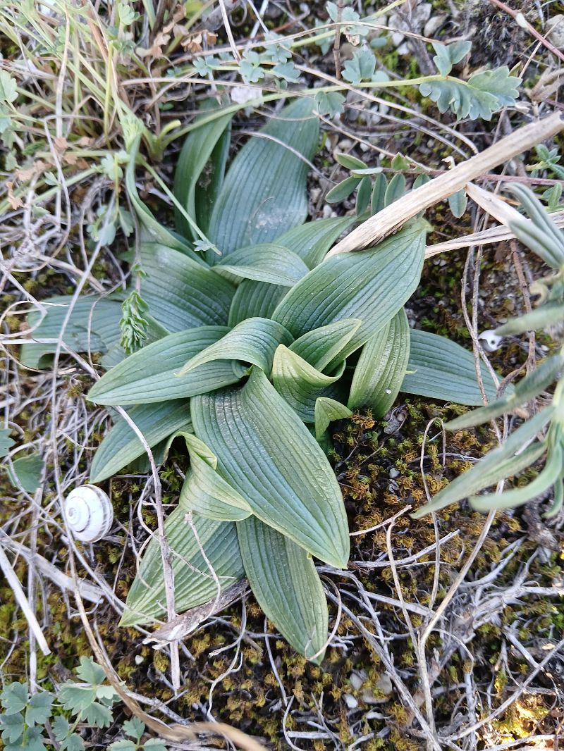 Ophrys sphegodes  - Alain Falvard