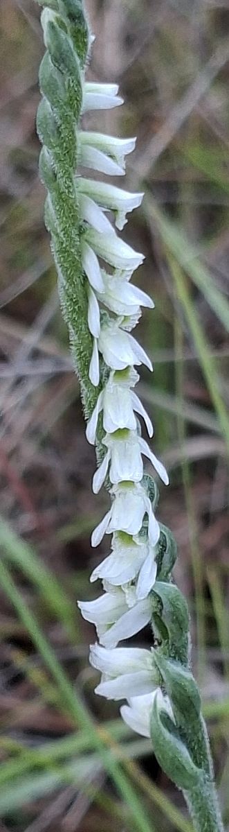 Spiranthes spiralis 