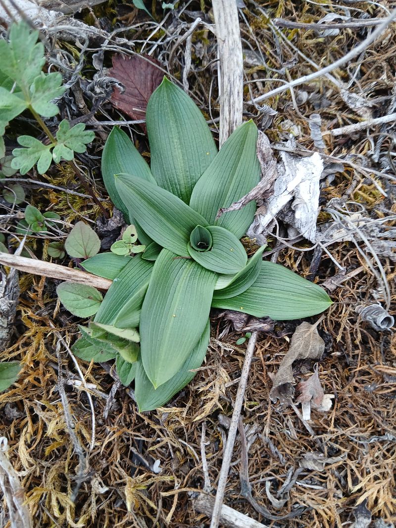 Ophrys indet. group. fuciflora  - Alain Falvard