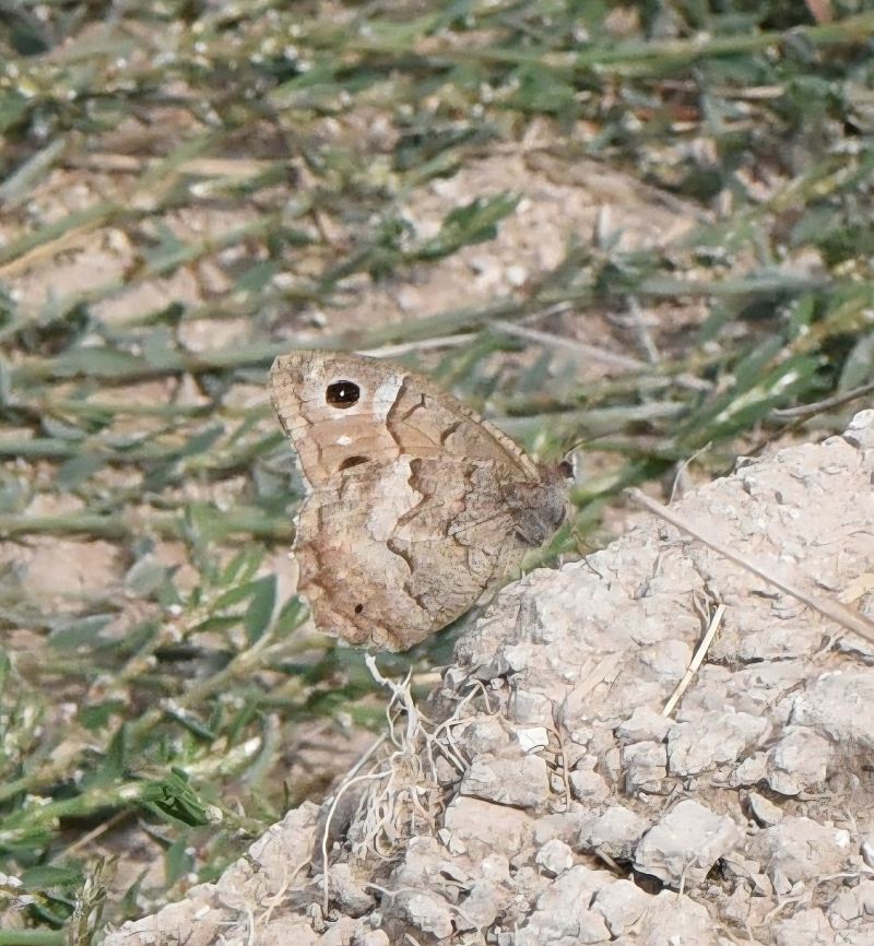 Hipparchia statilinus  - Alberto Manganaro