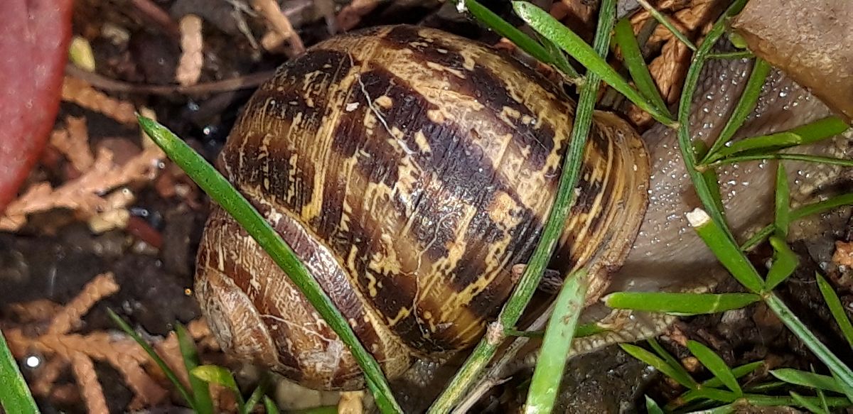 Cornu aspersum  - Michele Cento