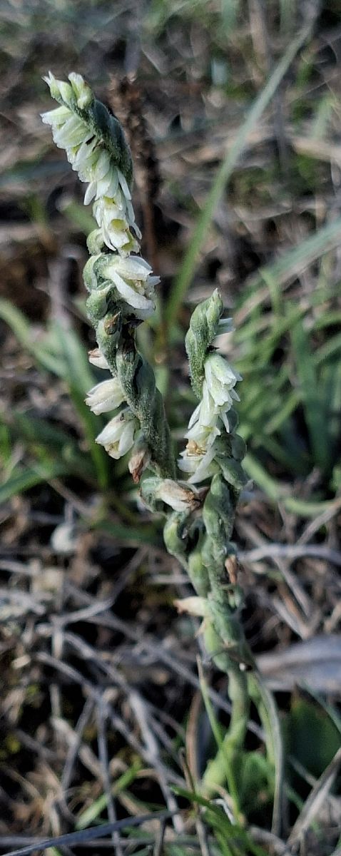 Spiranthes spiralis 