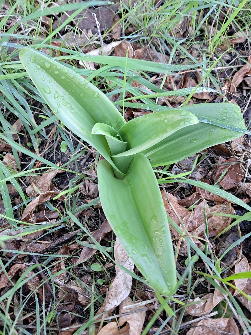 Himantoglossum hircinum  - Dominique Raimbault