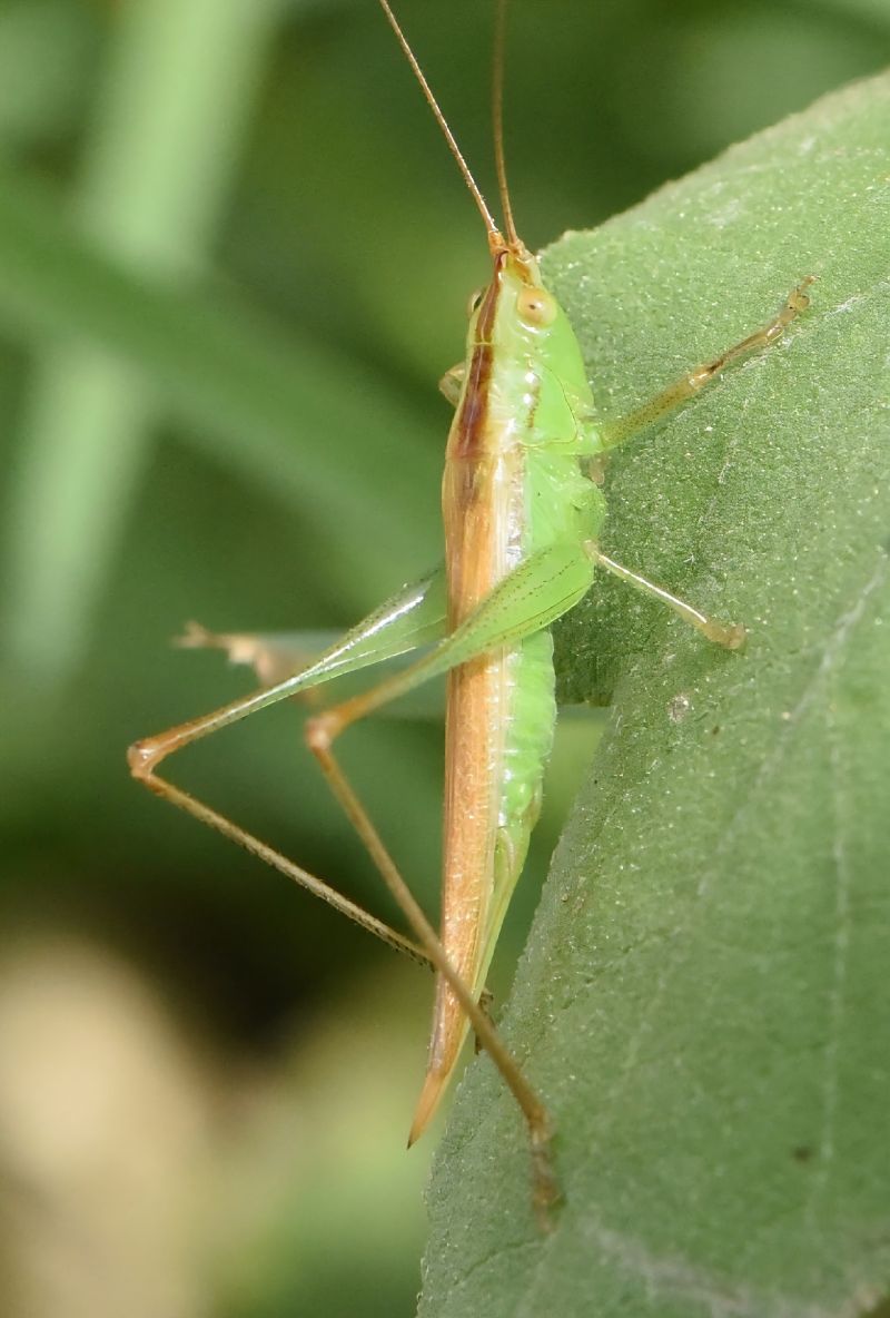 Conocephalus fuscus  - Alberto Manganaro