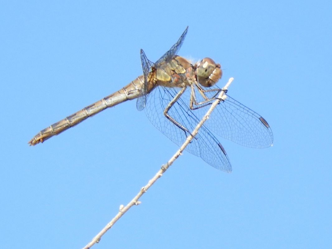 Sympetrum striolatum  - Massimo Tassinari