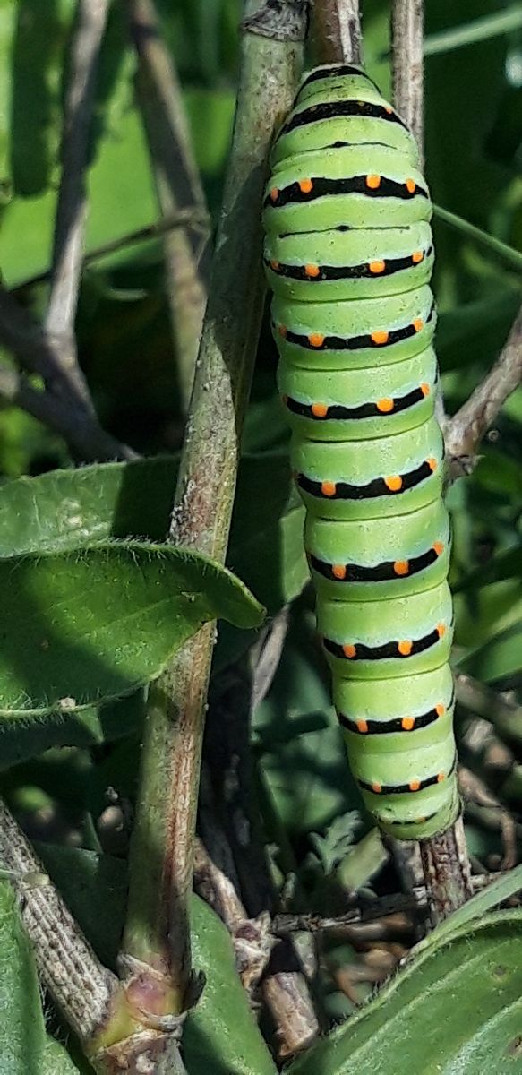 Papilio machaon  - Michele Cento