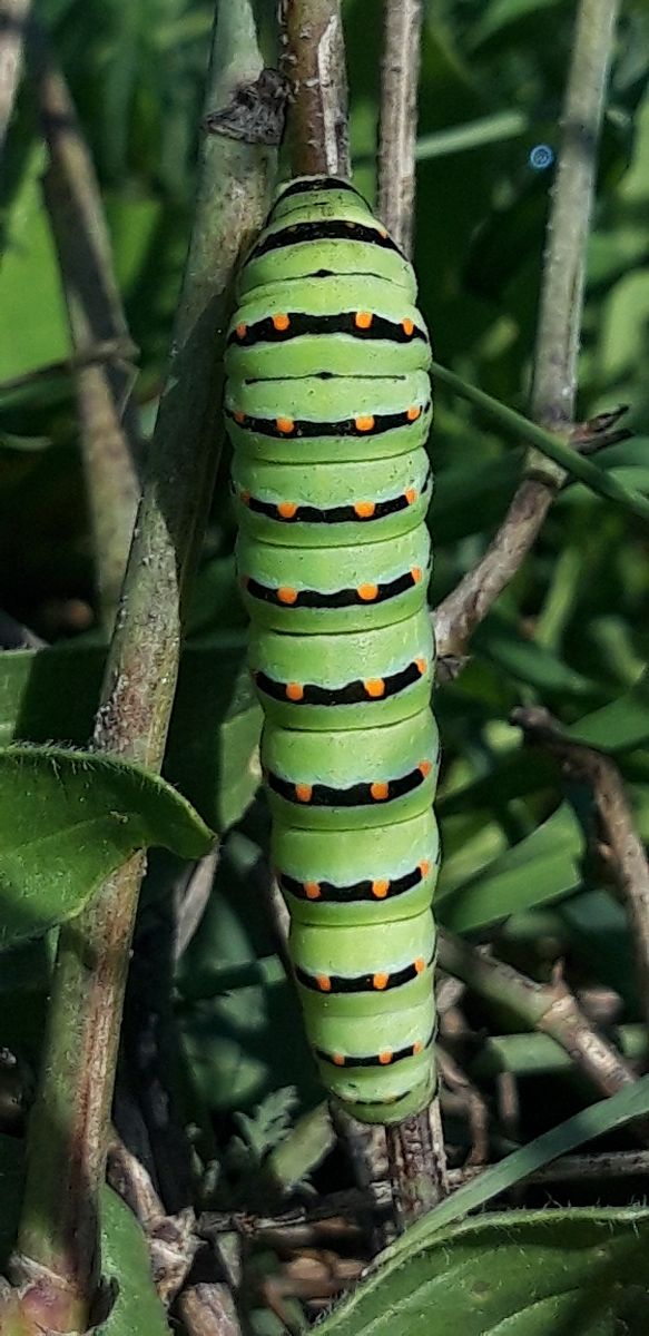 Papilio machaon  - Michele Cento