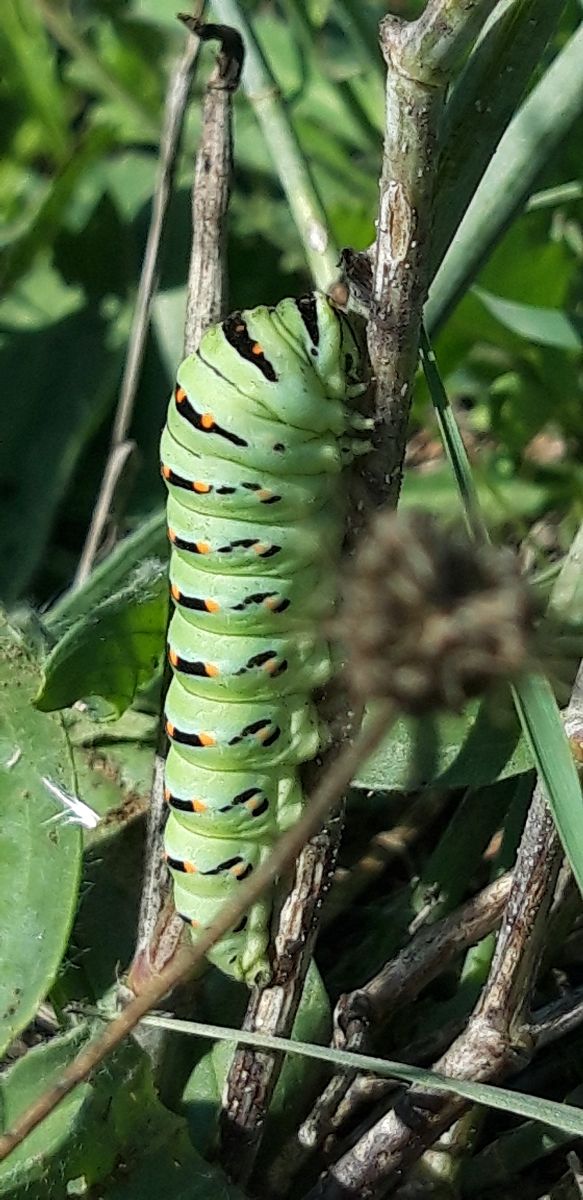Papilio machaon  - Michele Cento