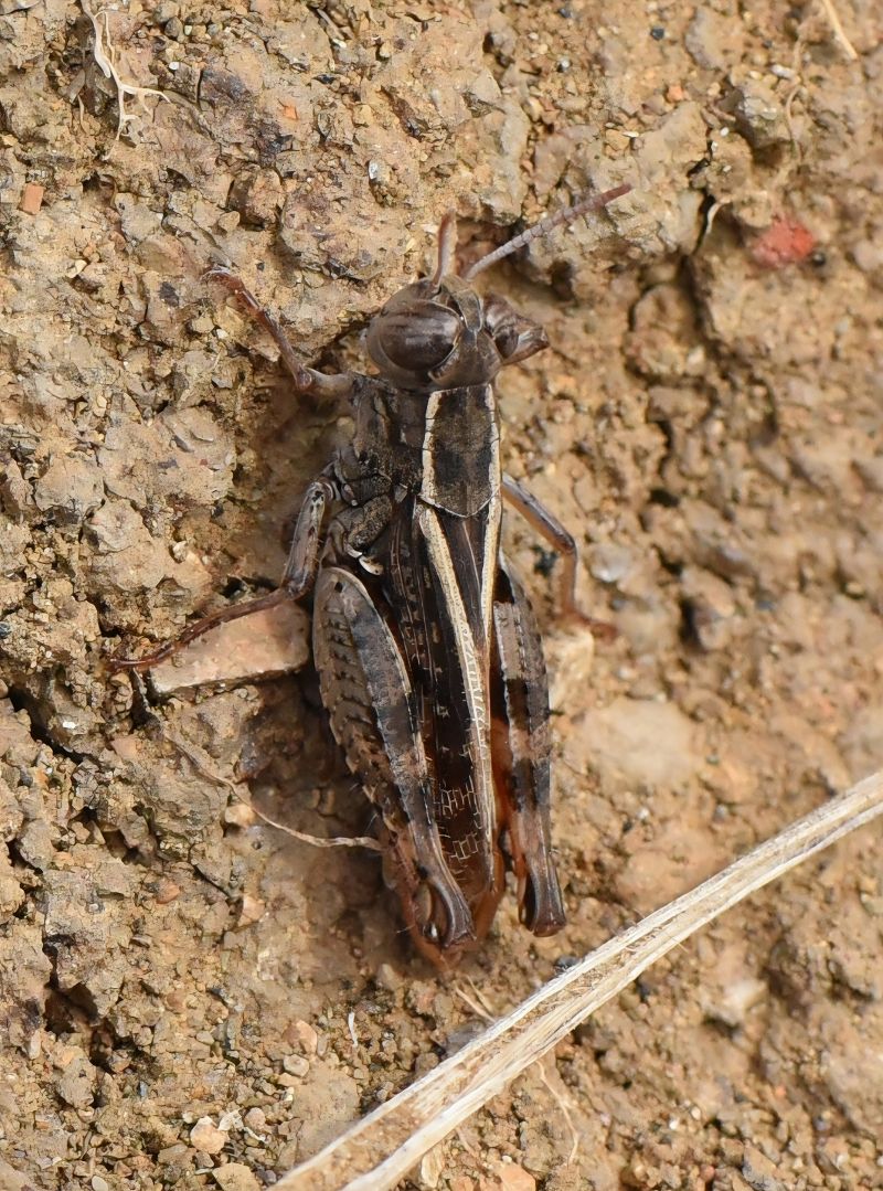 Calliptamus siciliae  - Alberto Manganaro