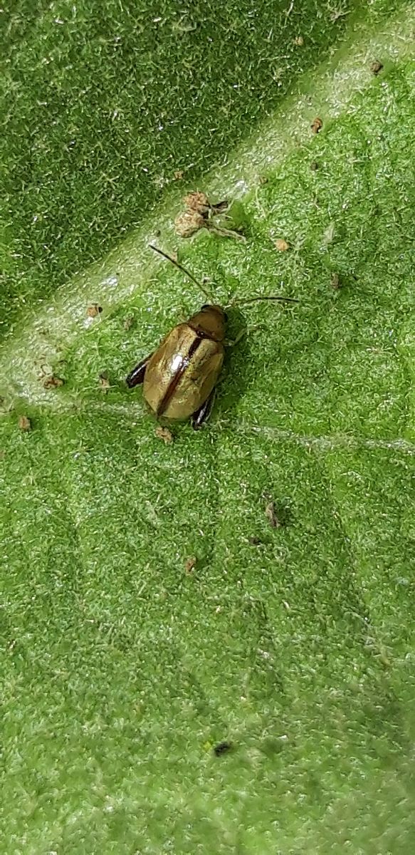 Alticinae sp.  - Michele Cento