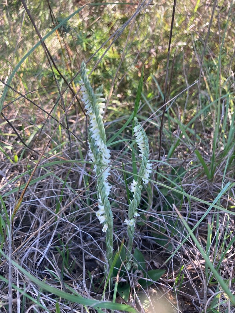 Spiranthes spiralis  - Florent de Gasperis