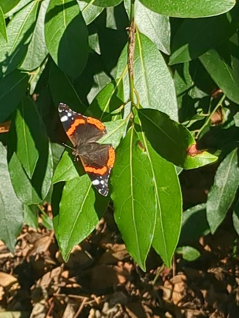 Vanessa atalanta  - Stefano Sarrocco (RL)