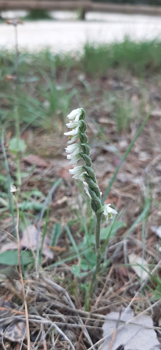 Spiranthes spiralis  - Romain Sauvan