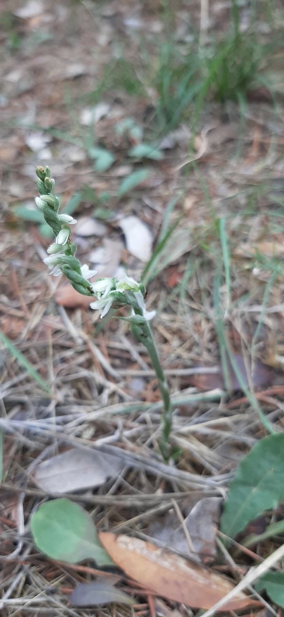 Spiranthes spiralis  - Romain Sauvan