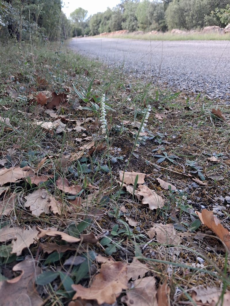 Spiranthes spiralis  - Patrick Serra