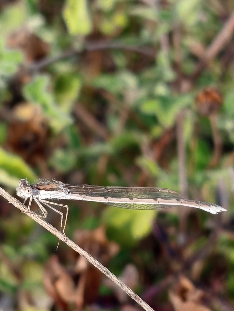 Sympecma fusca  - Salvatore Surdo
