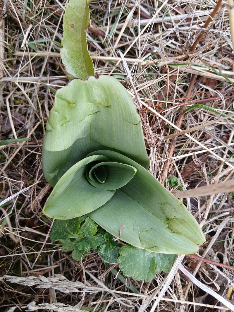 Himantoglossum hircinum  - Alain Falvard