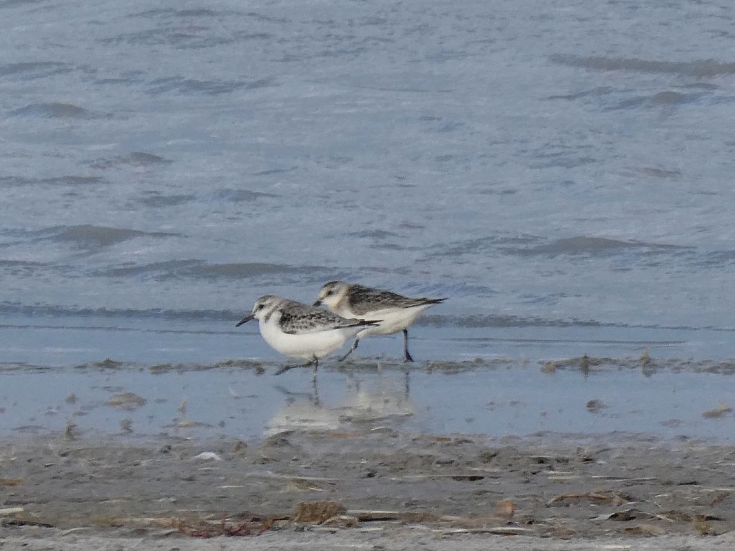 Bécasseau sanderling 