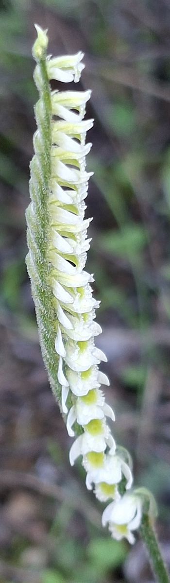 Spiranthes spiralis 