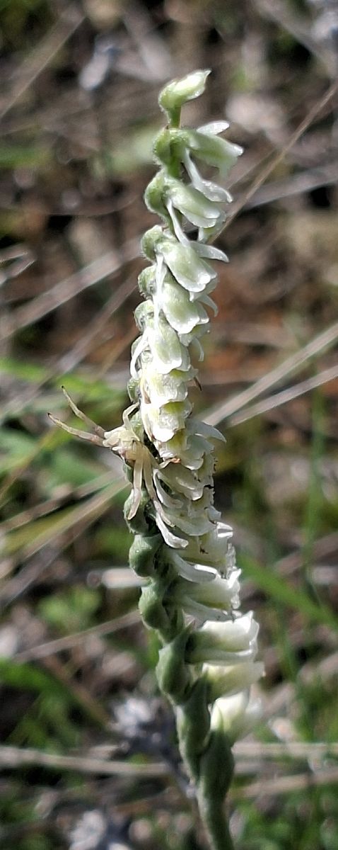 Spiranthes spiralis 