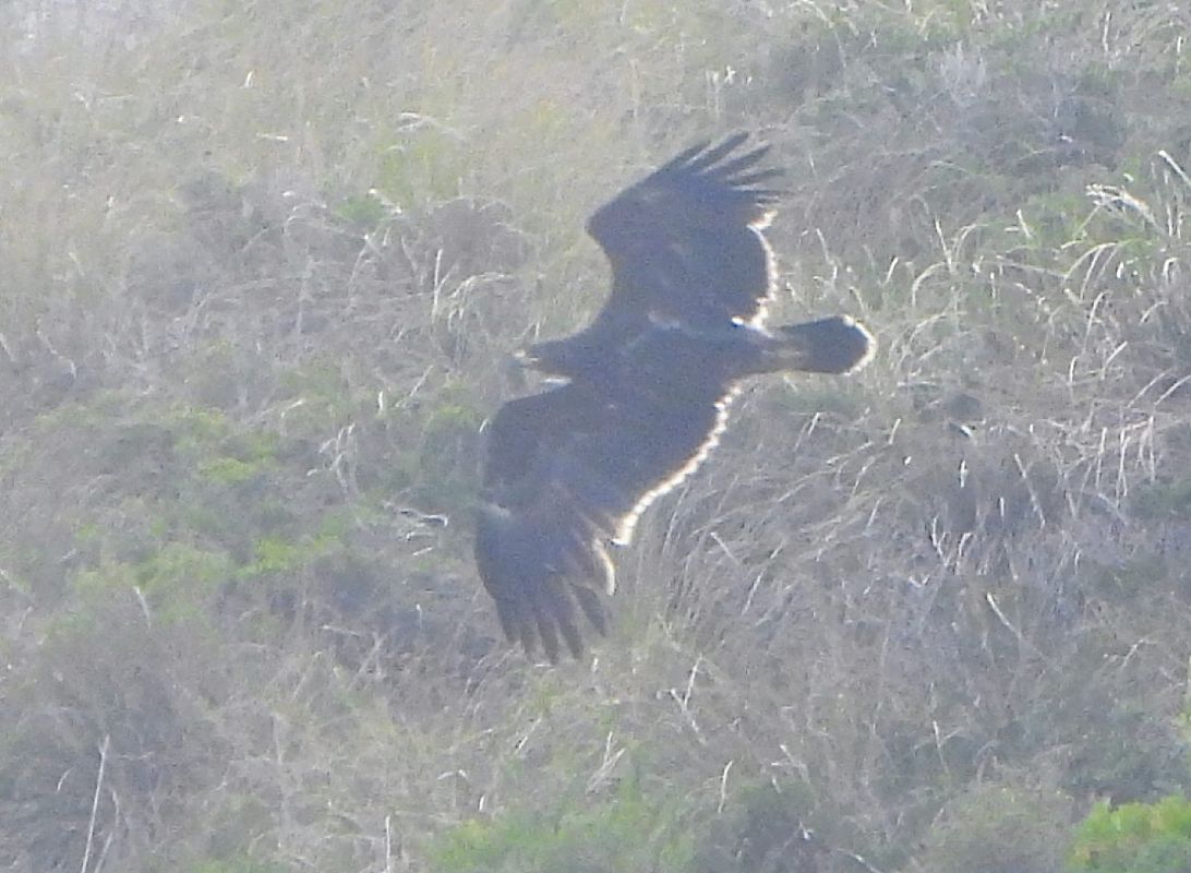 Aquila anatraia minore  - Andrea Ravagnani
