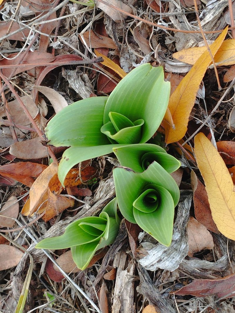 Himantoglossum hircinum  - Gérard Joseph
